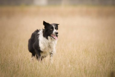 Sınır çobanı doğada koyun güder. Mutlu Sınır Köpekleri çalışıyor.