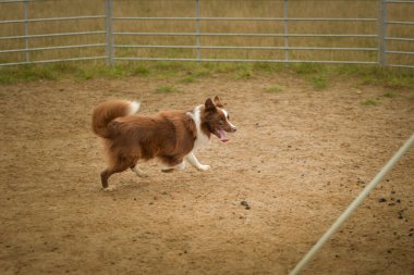 Sınır çobanı doğada koyun güder. Mutlu Sınır Köpekleri çalışıyor.