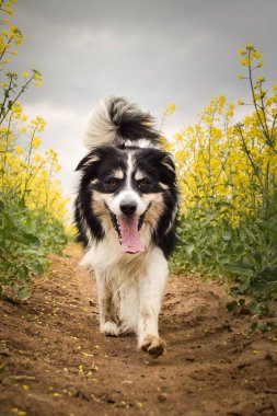 Border collie sarı kolzada koşuyor. Ekmekçisi için koşuyor.