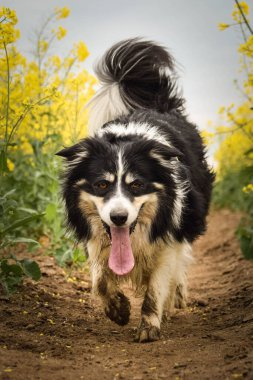 Border collie sarı kolzada koşuyor. Ekmekçisi için koşuyor.