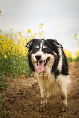 Border collie sarı kolzada koşuyor. Ekmekçisi için koşuyor.