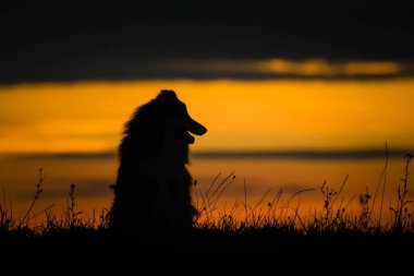 Sheltie gün batımında oturuyor. Güneşte inanılmaz bir yürüyüş. Güneşli harika bir akşam..