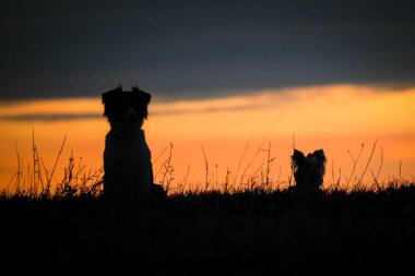 Sınır çoban köpeği ve Yorkshire gün batımında oturuyorlar. Güneşte inanılmaz bir yürüyüş. Güneşli harika bir akşam..