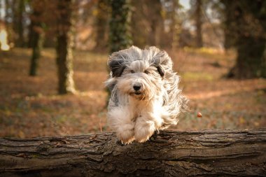 Sakallı çoban köpeği ormanda bagajın üzerinden atlıyor. Sonbahar portresi..