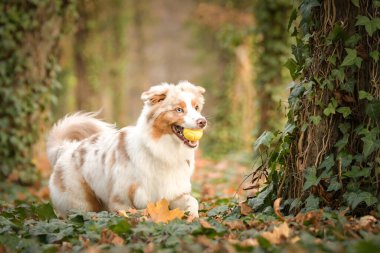 Avustralya çobanı ormandaki yaprakların arasında koşuyor. Parkta sonbahar foto çekimleri.