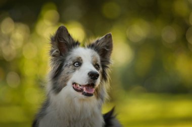 Sınır çobanı bankta yatıyor. Çok tatlı bir köpek..