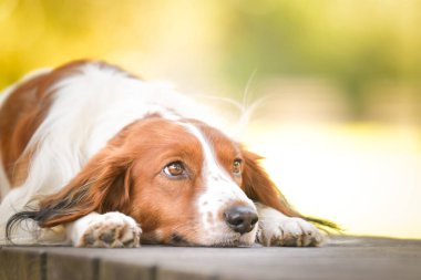 Kooikerhondje bankta yatıyor. Çok tatlı bir köpek..