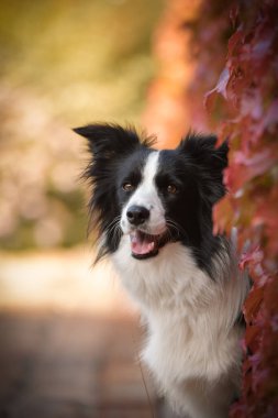Sınır çobanı güz mevsiminde oturuyor. Çok tatlı bir köpek..