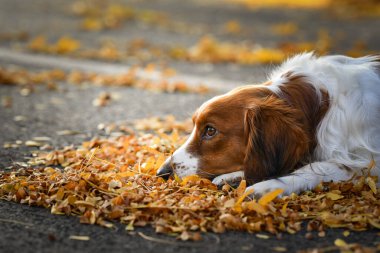 Kooikerhondje sonbahar yapraklarında yatıyor. Çok tatlı bir köpek..