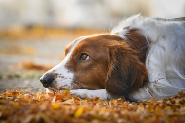Kooikerhondje sonbahar yapraklarında yatıyor. Çok tatlı bir köpek..