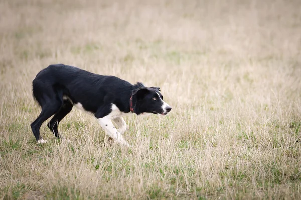 Border Collie Pastorear Ovelhas Natureza Trabalho Feliz Fronteira Collie — Fotografia de Stock