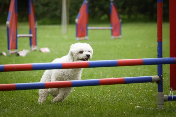 Köpek engellerin üzerinden atlıyor. Czech çeviklik özel eğitiminde harika bir gün.