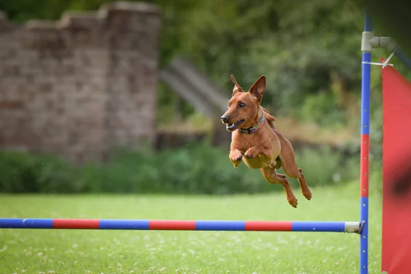 Perro Está Saltando Por Encima Los Obstáculos Increíble Día Agilidad —  Fotos de Stock