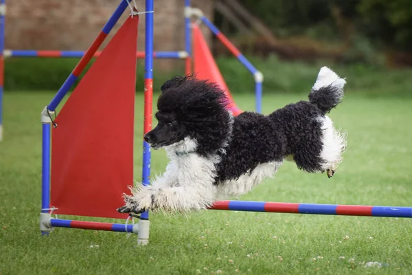 Cão Está Saltar Sobre Obstáculos Dia Incrível Treinamento Privat Agilidade — Fotografia de Stock