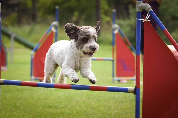 Cão Está Saltar Sobre Obstáculos Dia Incrível Treinamento Privat Agilidade — Fotografia de Stock