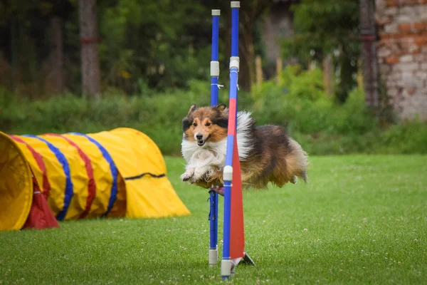 犬はハードルを飛び越えている チェコ語の敏捷性プライベートトレーニングで素晴らしい一日 — ストック写真