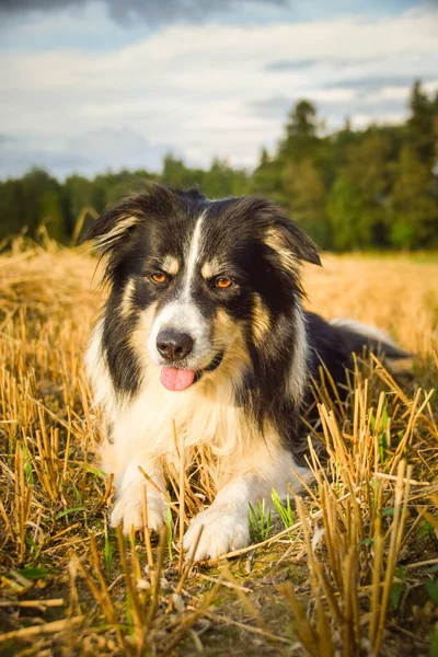 Collie Fronteira Está Deitada Relva Ele Tão Louco Cão Viagem — Fotografia de Stock