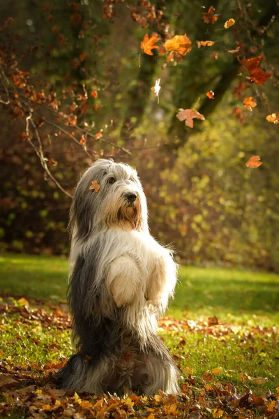 Bearded Collie Begging Forest Autumn Portret — Stockfoto