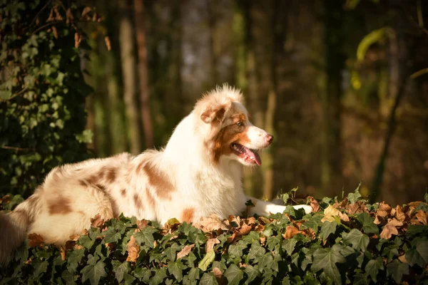 Australischer Schäferhund Sitzt Wald Ist Herbst — Stockfoto