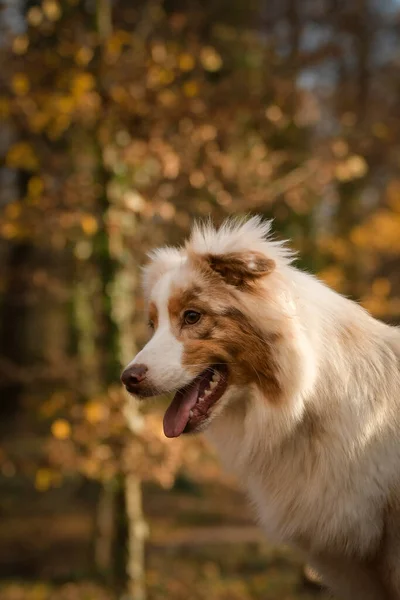 Pastore Australiano Seduto Nella Foresta Portret Autunno — Foto Stock