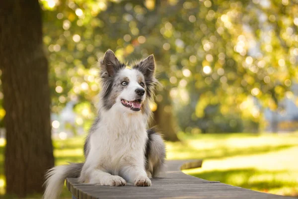 Sınır çobanı bankta yatıyor. Çok tatlı bir köpek..