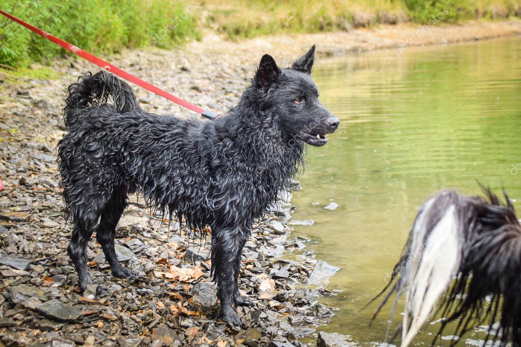El perro está nadando en el lago. Ella no es buena nadadora y no le