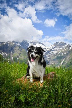 Border Collie 'nin portresi Glossglockner yakınlarında Avusturya' da oturuyor..