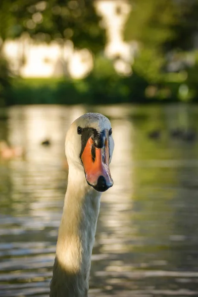 White swan flock in summer water. Swans in water. White swans. Beautiful white swans floating on the water. swans in search of food. selective focus.