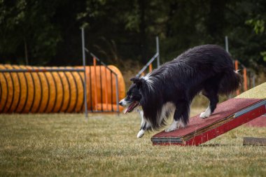 Siyah-beyaz sınır çoban köpeği çeviklik parkında köpek gezintisinde koşuyor. Rekabet için yeni şeyler öğretiyor..