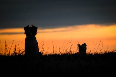 Sınır çoban köpeği ve Yorkshire gün batımında oturuyorlar. Güneşte inanılmaz bir yürüyüş. Güneşli harika bir akşam..