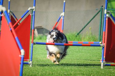 Köpek engellerin üzerinden atlıyor. Czech çeviklik özel eğitiminde harika bir gün.