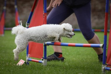 Köpek engellerin üzerinden atlıyor. Czech çeviklik özel eğitiminde harika bir gün.