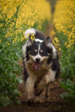 Border collie sarı kolzada koşuyor. Ekmekçisi için koşuyor.