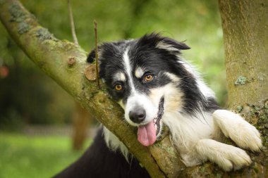 Border collie çalılıkta oturuyor. Parkta sonbahar foto çekimleri.