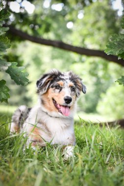 Avustralya çoban köpeğinin yavrusu doğada yatıyor. Parkın yaz doğası.