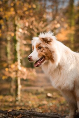 Avustralyalı çoban ormanda oturuyor. Sonbahar portresi..