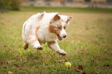 Avustralya çobanı ormandaki yaprakların arasında koşuyor. Parkta sonbahar foto çekimleri.