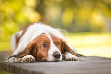 Kooikerhondje bankta yatıyor. Çok tatlı bir köpek..