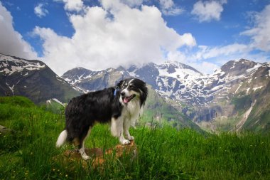 Border Collie 'nin portresi Glossglockner' ın yanında, Avusturya doğasında duruyor..