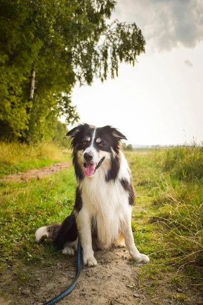 境界線のコロニーの草の中に座っている 彼は旅行中のとてもクレイジー犬です — ストック写真