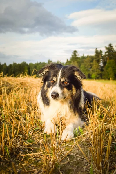 Grens Collie Ligt Het Gras Hij Gek Reis — Stockfoto