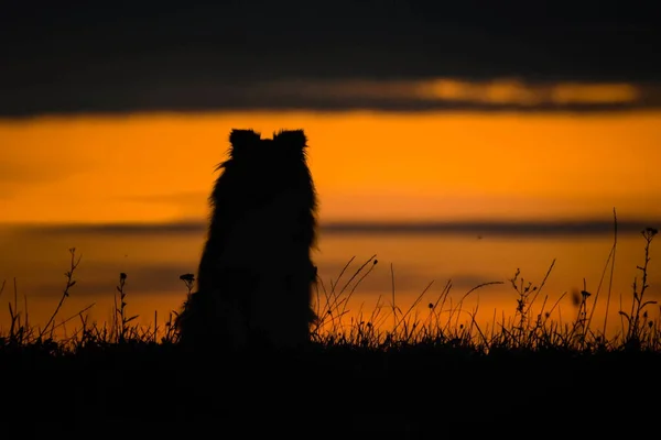Sheltie Siedzi Przy Zachodzie Słońca Niesamowity Spacer Słońcu Niesamowity Wieczór — Zdjęcie stockowe