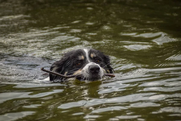 Köpek Gölde Yüzüyor Bir Yüzücü Değil Suyu Sevmiyor — Stok fotoğraf