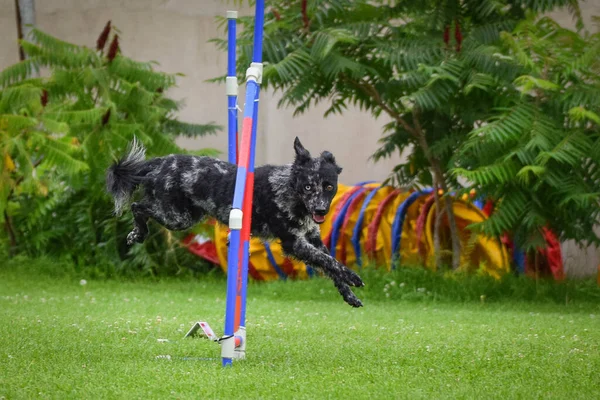 Hond Springt Horden Geweldige Dag Tsjechische Behendigheid Privat Training — Stockfoto