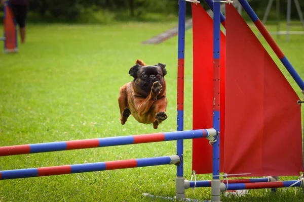 Cão Está Saltar Sobre Obstáculos Dia Incrível Treinamento Privat Agilidade — Fotografia de Stock