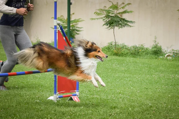 Cane Sta Saltando Gli Ostacoli Incredibile Giornata Sulla Formazione Ceco — Foto Stock