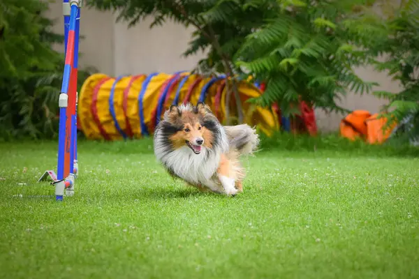 Cão Está Correndo Parque — Fotografia de Stock