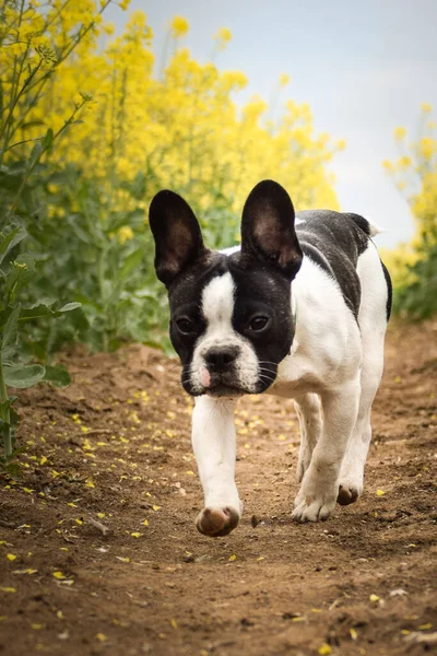 Puppy French Bulldog Running Yellow Colza Running His Breader — Stock Photo, Image