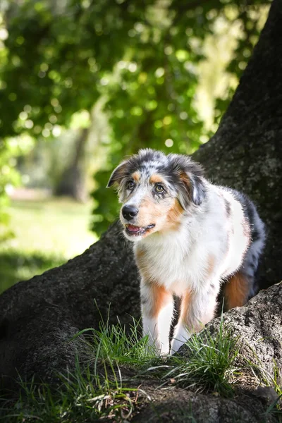 オーストラリアの羊飼いの子犬が自然の中で実行されています 公園の夏の自然 — ストック写真