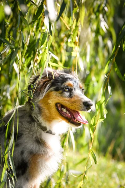 Puppy Van Australische Herder Zit Natuur Zomer Natuur Het Park — Stockfoto